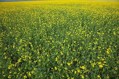 横板卷轴动作游戏《深沉之火》将于11月30日在Steam发售